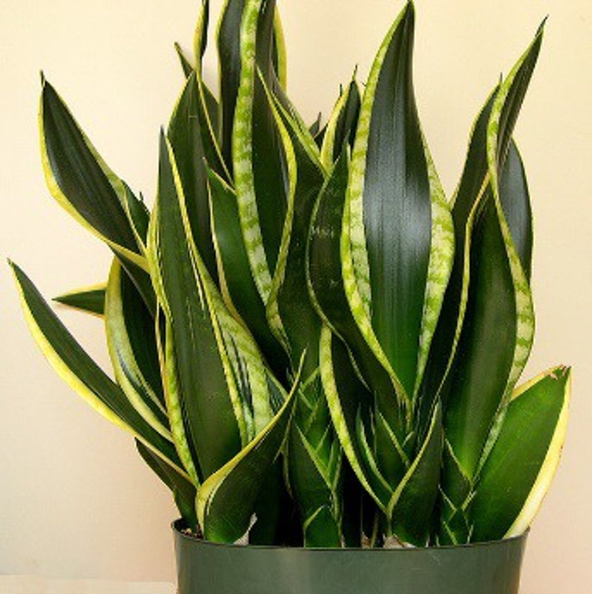 <p>Snake Plant</p>