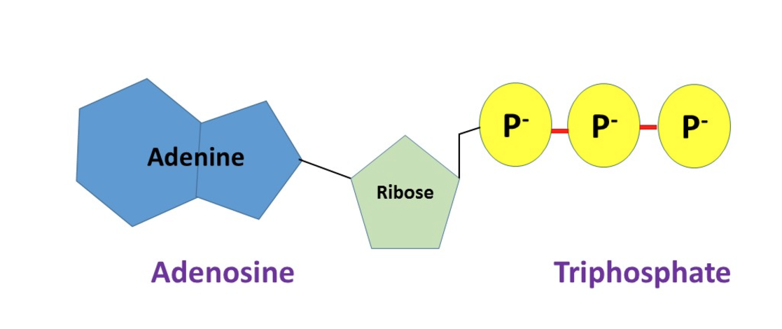 <p><span>What is </span><strong>Adenosine Triphosphate (ATP)</strong><span>?</span></p>