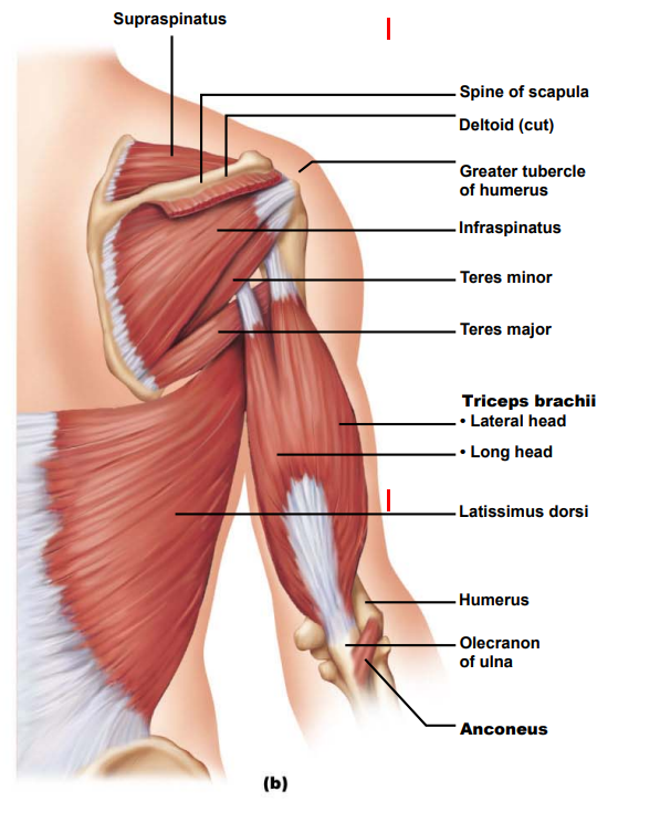 <p>Name some synergist muscles that aid in arm movement</p>