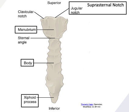 <p>Sternum</p>