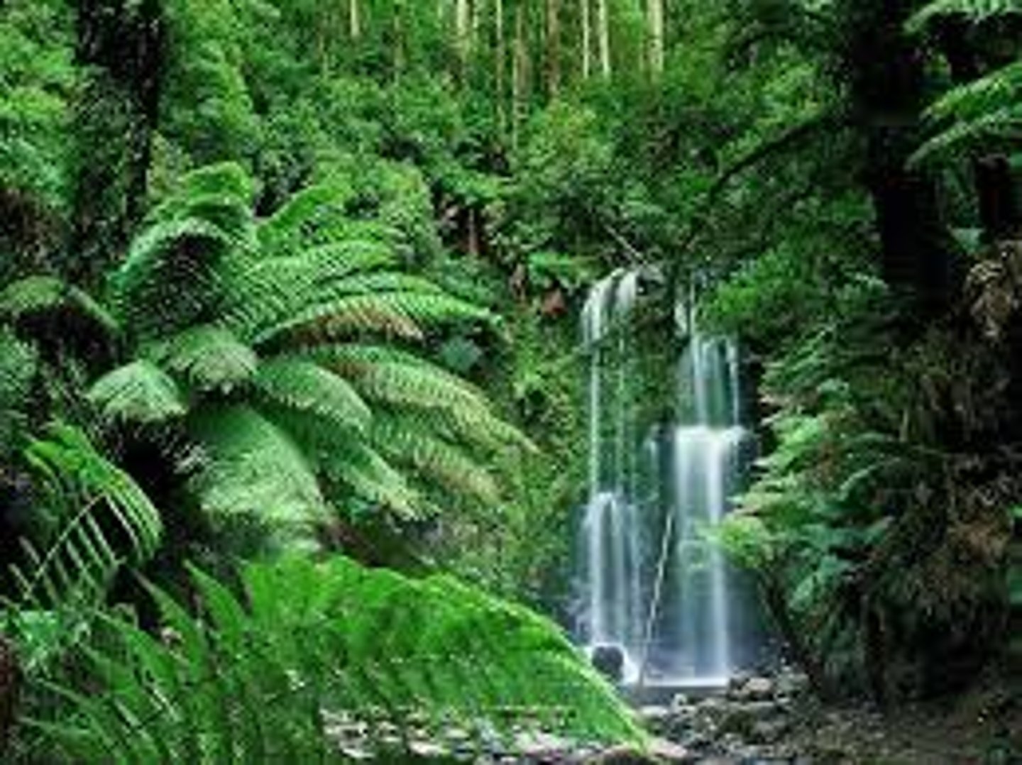 <p>la forêt tropicale</p>