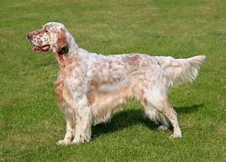 <p>They are known for their speckled coat and really good at hunting. ohh so think of teh spots and how its very elagent and what ethnicity is elengant =? </p>