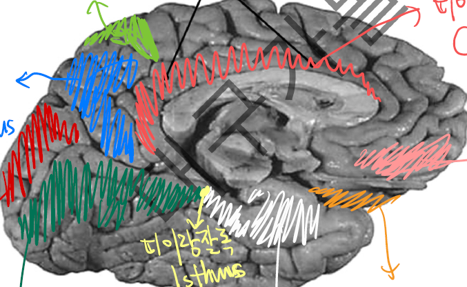 <p>빨-초-파-연-다홍-핑-하양-주황 순으로 무슨 구조?</p>
