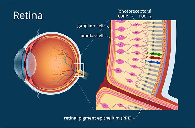 <p>What cells in the retina detect light and dark (no color)?</p>