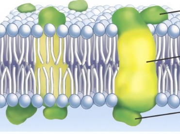 <p>proteins that are embedded into the lipid layer</p>