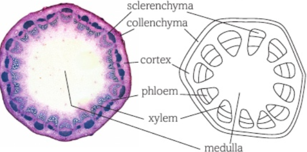 <p>vascular bundles are found near the outer edge of the cell</p><p>in non-woody plants the bundles are separate and discrete</p><p>in woody plants the bundles are separate in young stems but become a continuous ring in older stems</p><p>this provides strength and flexibility</p><p>the xylem is found towards the inside of each vascular bundle and the phloem towards the outside</p><p>in between the xylem and phloem is a later of cambium</p>