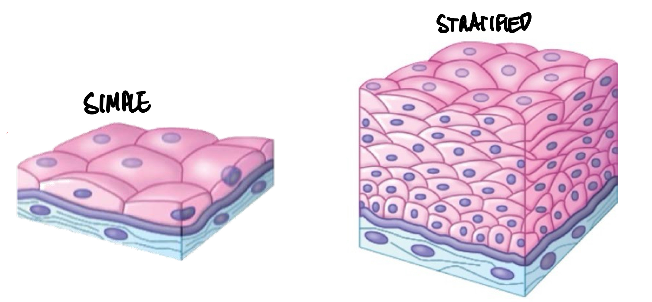 <ul><li><p>Simple epithelium, which consists of a single layer of cells, involved in processes where diffusion, absorption, and secretion occur.</p></li><li><p>Stratified epithelium, which consists of multiple layers of cells stacked on top of each other, involved in protection for its own tissue.</p></li></ul>