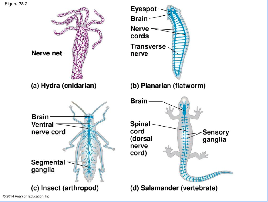 <p><span>Nerve cells rapidly convey messages from one cell to another</span></p><ul><li><p><span>alert the animal to environmental stimuli&nbsp;</span></p></li><li><p><span>enable the animal to respond with coordinated movements</span></p><p></p></li></ul><p></p>