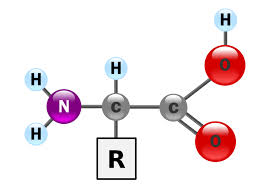 <ol><li><p>amino acid</p></li></ol><p></p>
