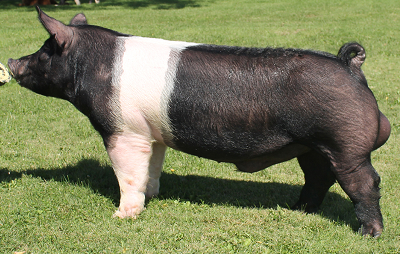 <ul><li><p>Originated in <strong>Hampshire, England</strong></p></li><li><p>Best <strong>mothers </strong>of the sire breeds</p></li><li><p>Belted with <strong>erect ears</strong></p></li></ul><p></p>