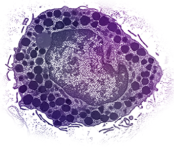 <ul><li><p><mark data-color="#00e0f7" style="background-color: rgb(0, 224, 247); color: inherit;">MEDIATE IgE-driven reactions</mark></p></li><li><p>Two types (Connective tissue and Mucosal)</p></li><li><p>Granulocytes</p></li><li><p>Tissue-resident cells (in mucosa, connective tissue) are analogous to basophils</p></li><li><p>Trigger acute inflammation and allergic rxns by degranulating (histamine, leukotrienes, prostaglandins) that cause vasodilation, bronchospasm, and increased vascular permeability</p></li><li><p>Key effectors in allergies (atopic rxns) and in parasite defense</p></li></ul><p></p>