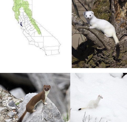 <p>Genus,species, habitat?</p>