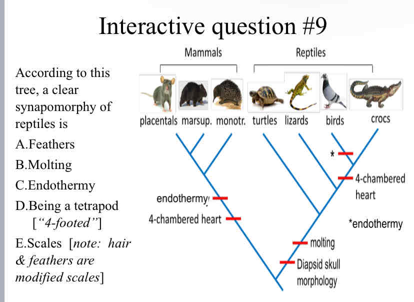 <p>According to this tree, a clear synapomorphy of reptiles is</p>