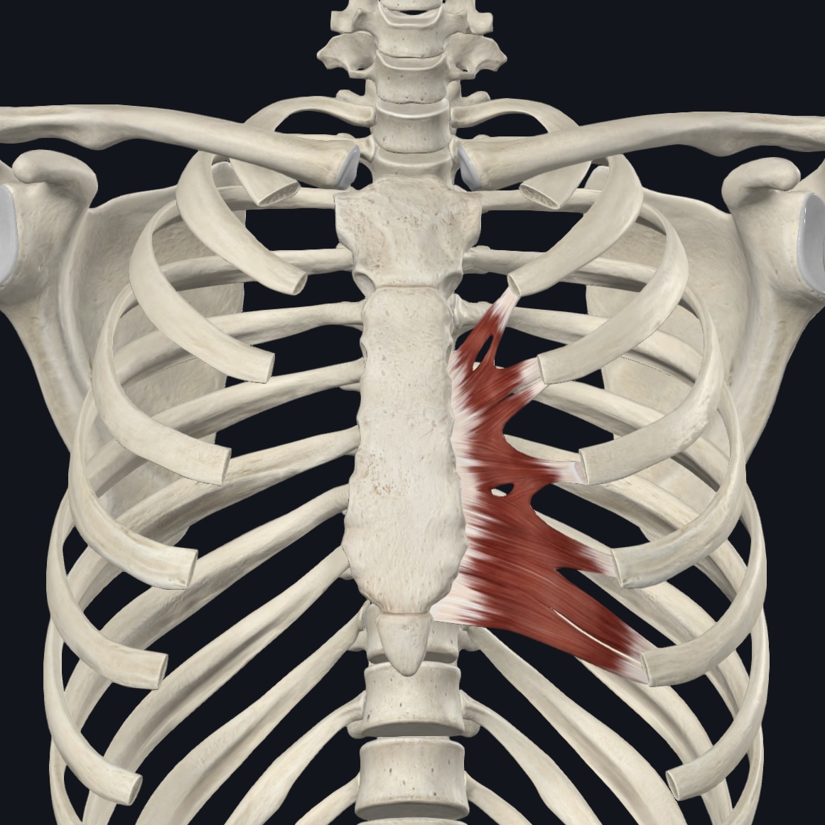 <p>Internal surface of costal cartilages 2-6</p>