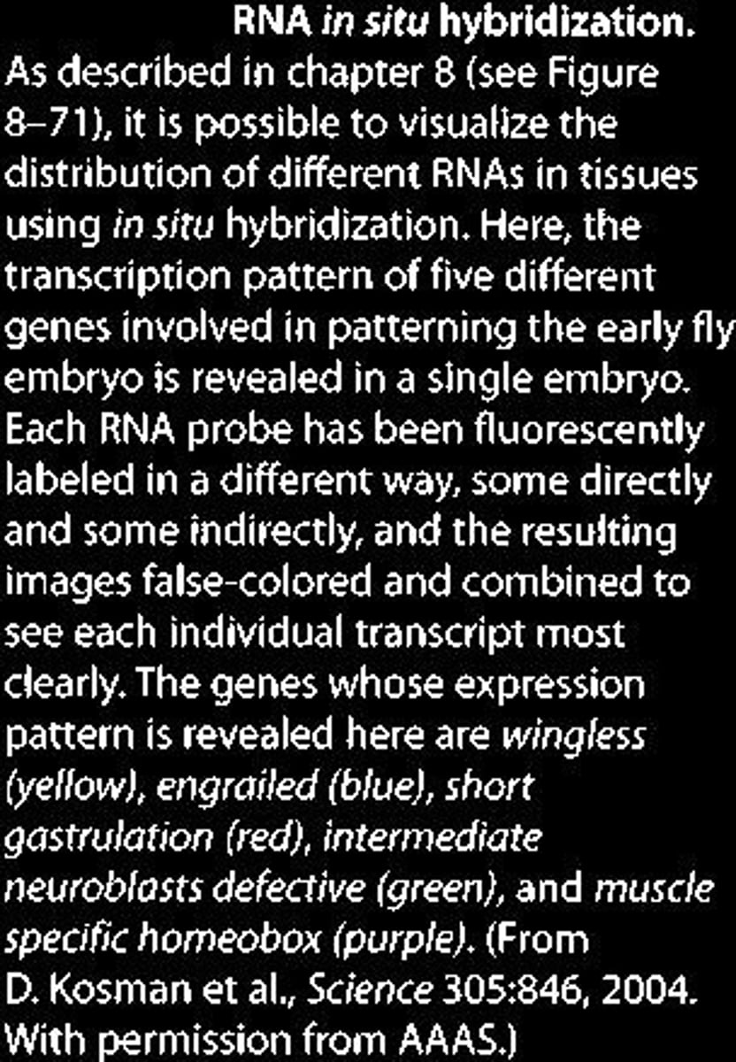 <p>Technique to visualize RNA distribution in tissues.</p>