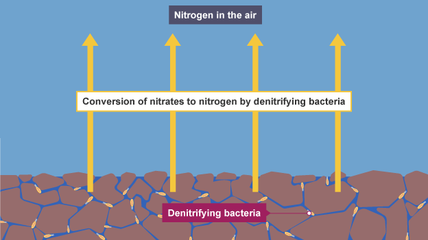 <p>denitrifying bacteria (anaerobic) converts nitrates into nitrogen gas</p>