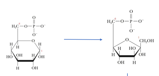 <p>responsible for the Isomerization of Glucose-6-Phosphate (G6P)</p>
