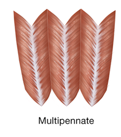 <p>composed of several tendons, and the way the fascicles are attached makes the muscle look like several feathers joined together</p><p>ex: deltoid muscle of the shoulder</p>