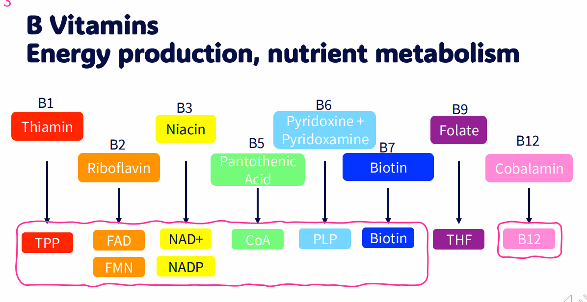 <p>B vitamins (energy production, nutrient metabolism)</p>