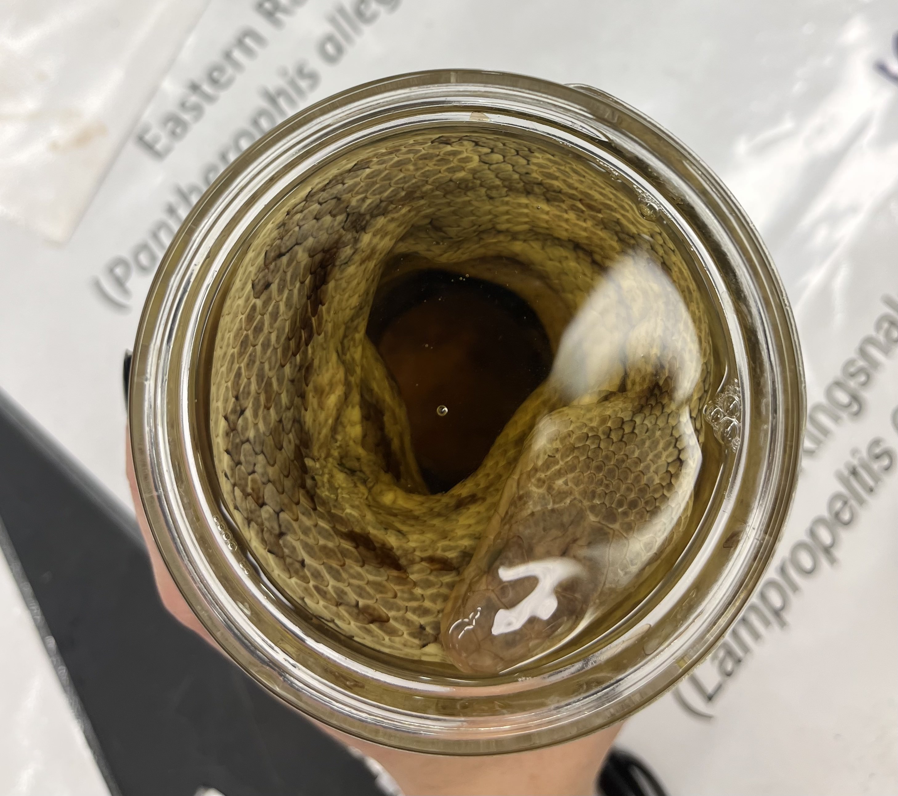 <ul><li><p>tan</p></li><li><p>lighter body</p></li><li><p>medium size</p></li><li><p>diamond shaped head</p></li><li><p>2 lines running down back</p></li></ul><p></p>