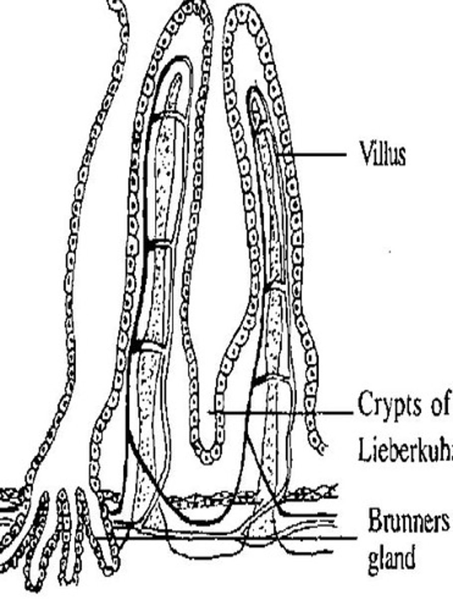 <p>-<strong>deep pits</strong> formed by mucosal folds<br>-mainly small intestine <br>-contain <strong>several types of secretory cells</strong> including: goblet cells and enterocytes that secrete:</p><ul><li><p>digestive enzymes</p></li><li><p>H2O</p></li><li><p>ions that facilitate digestion and absorption</p></li></ul><p></p>