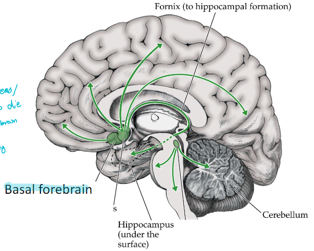 <p>basal forebrain to fornix</p>