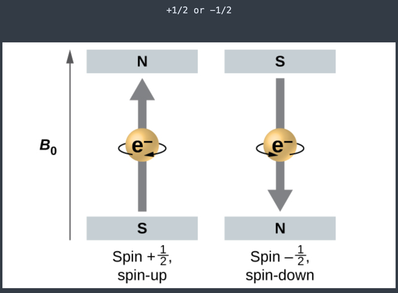 <p><span>Quantum number&nbsp;</span><span style="color: mediumseagreen"><strong>m<sub>s</sub></strong></span><span>&nbsp;is the </span><strong><u>spin</u></strong><span> quantum number and gives the </span><span style="color: mediumseagreen"><strong>electronic spin</strong></span><span>&nbsp;of the electron</span></p><p>+ ½ -1/2 </p>