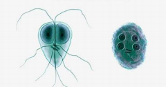 <p>Iinitially known as <em>Cercomonas intestinalis. </em>Another name used is <em>Giardia duodenale</em></p><p>The parasite also exists in a cyst form and a trophozoite form</p><p></p>
