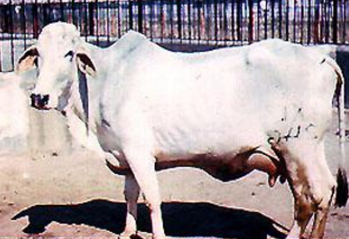 <p>This breed was very prominent in WWI because it can work in arid conditions and yet produce milk, however, it becomes wild and vicious if not held frequently. Their color also deepen during winter and when pregnant</p>
