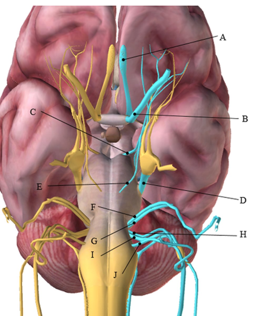 <p>1. B. (Optic)</p><p>2. I. (Vagus)</p><p>3. E. (Abducens)</p><p>4. G. (Vestibulocochlear)</p><p>5. J. (Hypoglossal</p>