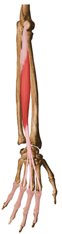 action:

EXTENSION of 2nd, 3rd, 4th, & 5th phalanges at metacarpophalangeal joints