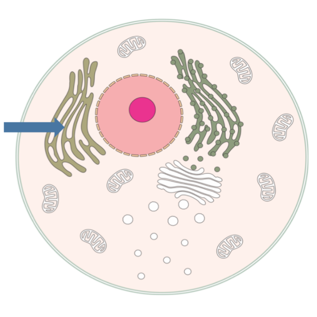 <p><span>found in cells specializing in hormone synthesis or detoxification</span></p>