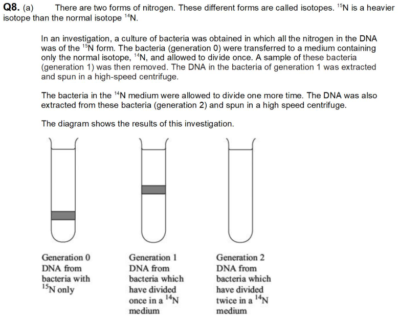 <p>(exam) Explain why DNA from generation 1 is found in the position shown (2)</p>