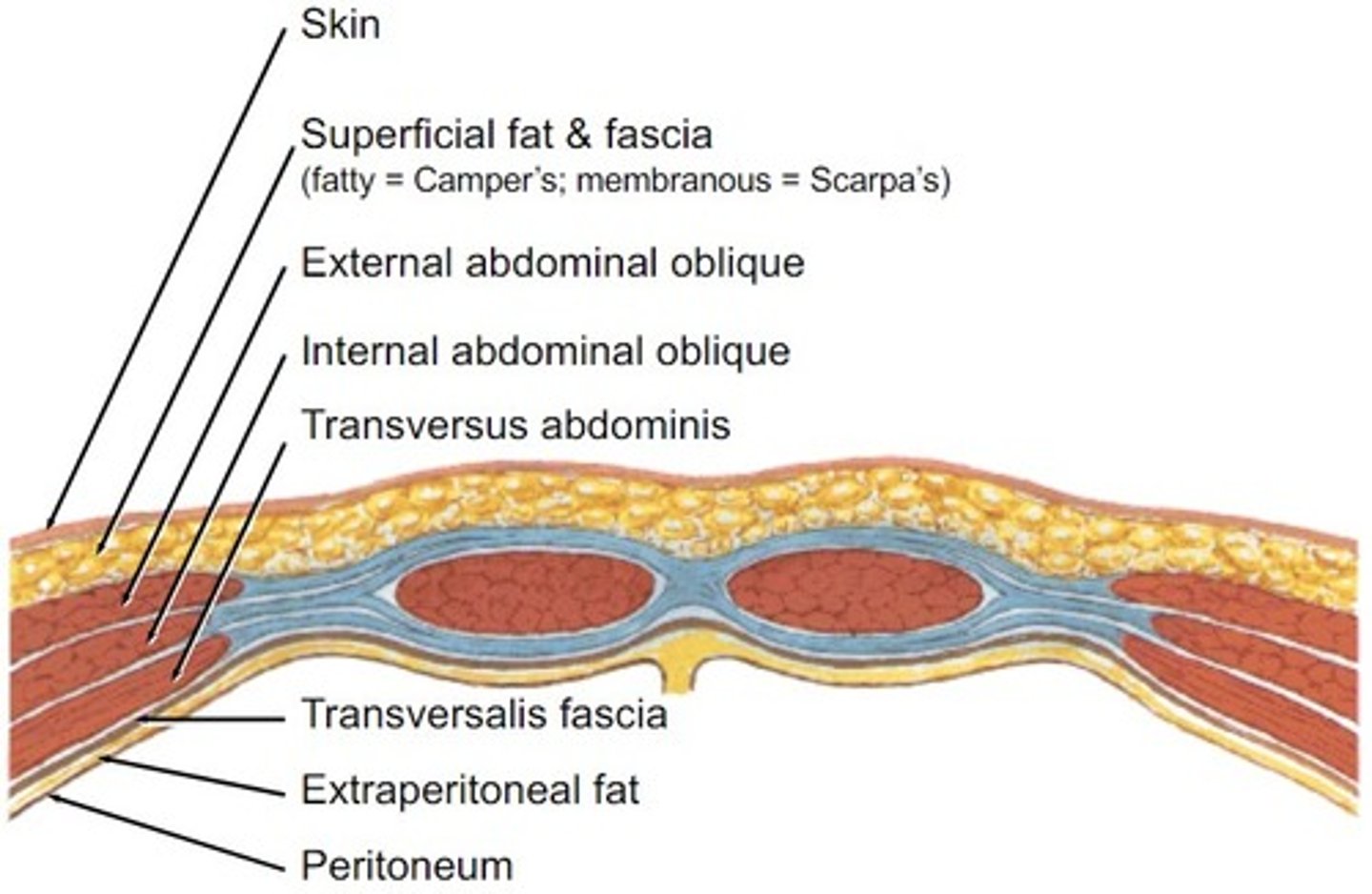 <p>Is the picture a representation of the abdominal wall superior or inferior to the arcuate line? How do you know?</p>