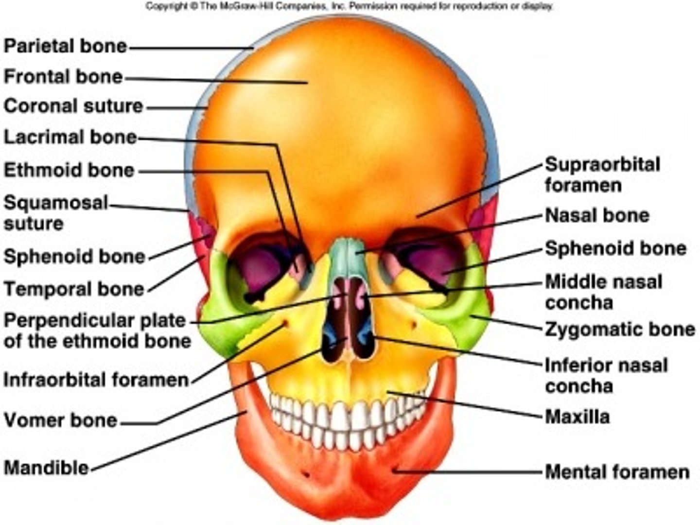 <p>1. Maxillae</p><p>2. Palatine bones (next slide)</p><p>3. Nasal bones</p><p>4. Conchae</p><p>5. Zygomatic bones</p><p>6. Vomer</p><p>7. Mandible</p><p>8. Hyoid (slide 22)</p>