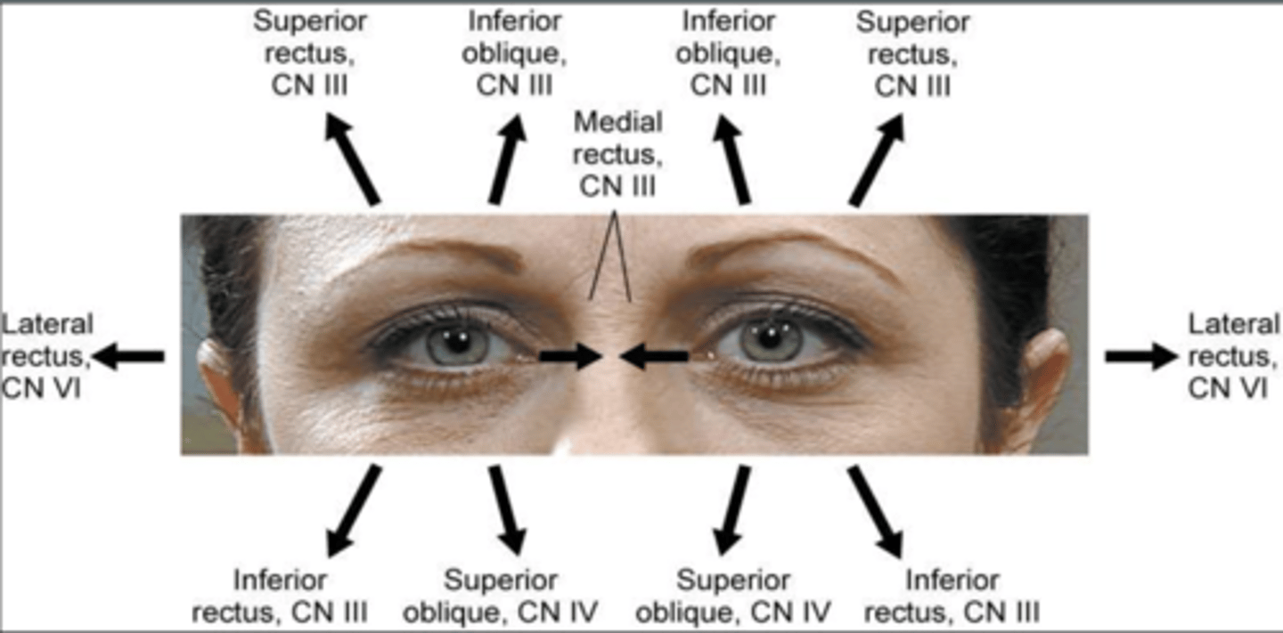 <p>1. Distance visual acuity</p><p>2. Cardinal postons/planes of gaze</p><p>3. Ishihara color vision assessment</p>