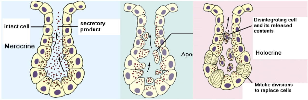 <p><span style="background-color: transparent;"><span>Glands are classified as exocrine or endocrine. Exocrine are glands that retain ducts to body surfaces. Products of these cells collect in the duct of the gland and flow toward the surface to which the duct is in contact. Then they secrete their products onto body surfaces/cavities. </span><u><span>Goblet cells are examples of mucus secreting unicellular exocrine glands</span></u><span>. Multicellular exocrine glands are classified by the structure of their ducts as simple or compound and by the structure of their secretory units as tubular, alveolar, or tubuloalveolar. Modes of secretion for secretory cells to release their products into ducts are: merocrine, apocrine, and holocrine. </span></span></p><p><span><span>Merocrine</span></span><span style="background-color: transparent;"><span>: cells form </span></span><span style="background-color: transparent; color: rgb(0, 0, 0);"><mark data-color="blue" style="background-color: blue; color: inherit;"><span>membrane-bound secretory vesicles internal to the cell. </span></mark></span><span style="background-color: transparent;"><span>These are moved to the apical surface where vesicles coalesce with the membrane in the apical surface to release the product. </span><u><span>Most glands</span></u><span> release their products this way.</span></span><span><span> </span></span></p><p><span><span>Apocrine</span></span><span style="background-color: transparent;"><span>: the apical portions of cells are pinched off and lost during the secretory process. This results in a secretory product that contains a variety of molecular components, including those of the membrane. </span><mark data-color="blue" style="background-color: blue; color: inherit;"><span>Mammary glands</span></mark><span> release their products in this manner. </span></span></p><p><span><span>Holocrine</span></span><span style="background-color: transparent;"><span>: involves death of the cell. The secretory cell is released as it breaks apart, the contents of the cell become the secretory product. Results in most complex secretory product. </span><mark data-color="blue" style="background-color: blue; color: inherit;"><span>Some sweat glands in the axillae, public areas, and around the ateoli of breasts</span></mark><span> release in this manner, </span><mark data-color="blue" style="background-color: blue; color: inherit;"><span>sebaceous glands</span></mark><span> are this type too.</span></span></p>
