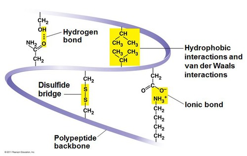 The third level of protein structure; the overall, three-dimensional shape of a polypeptide due to interactions of the R groups of the amino acids making up the chain.