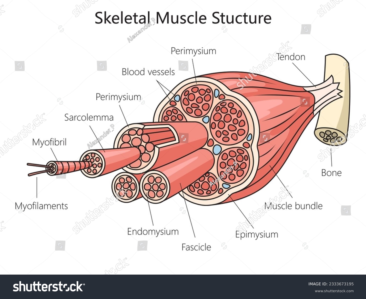 <p>outermost layer - surrounds entire muscle</p>