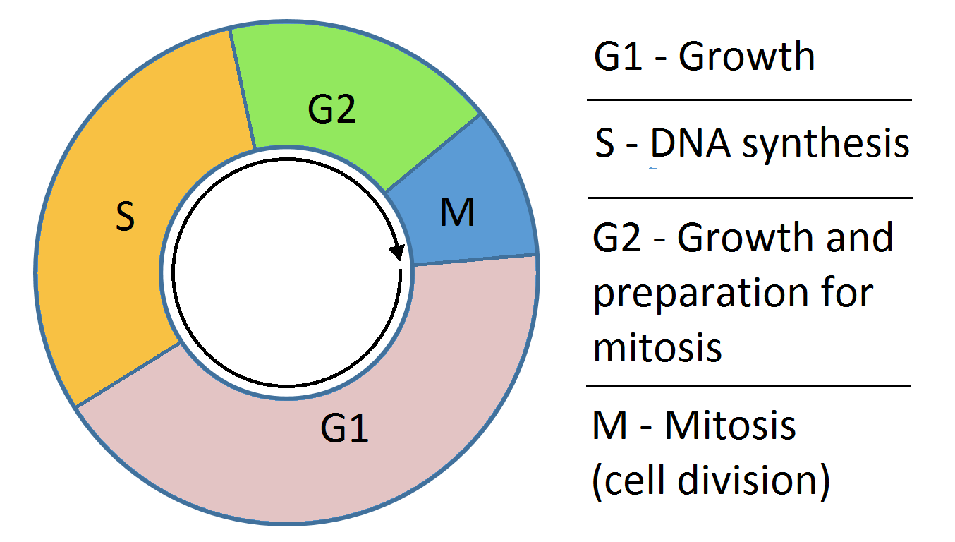 <p>A regulated process where cells divide into 2 identical daughter cells:</p><ol><li><p>interphase</p></li><li><p>mitosis</p></li></ol><ol start="2"><li><p>cytokinesis</p></li></ol><p></p>