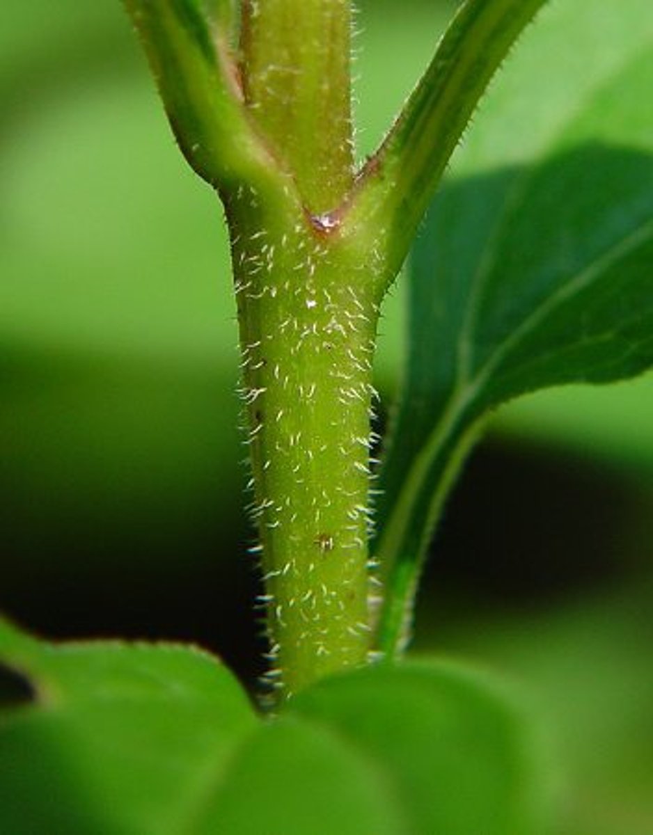 <p>In dicots and monocots, does not have bark,</p>