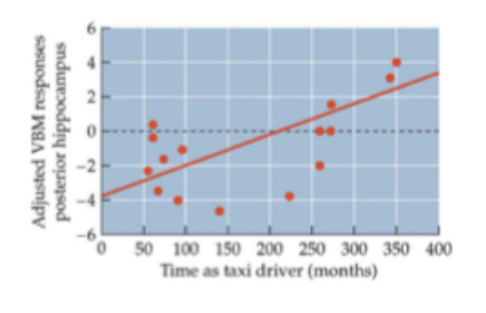 <ul><li><p>voxel-based morphometry (VBM) measure size of brain structures</p></li><li><p>experienced taxi drivers have (slightly) more voxels in posterior hippocampus</p></li></ul><p></p>