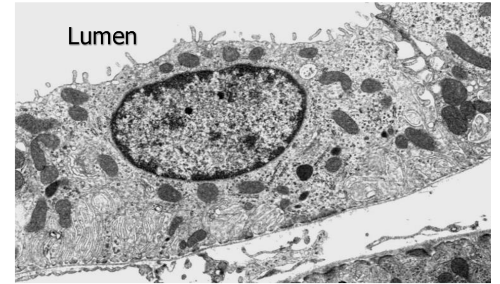 <p>What is the function of principal cells? (3)</p>