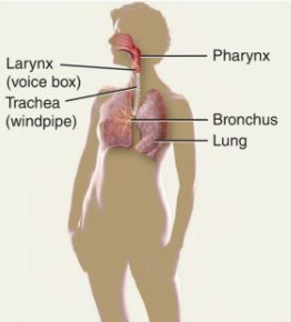 <p>Adds oxygen to blood, removes carbon dioxide, controls blood pH.</p>