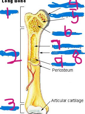 <p>Proximal epiphysis </p>