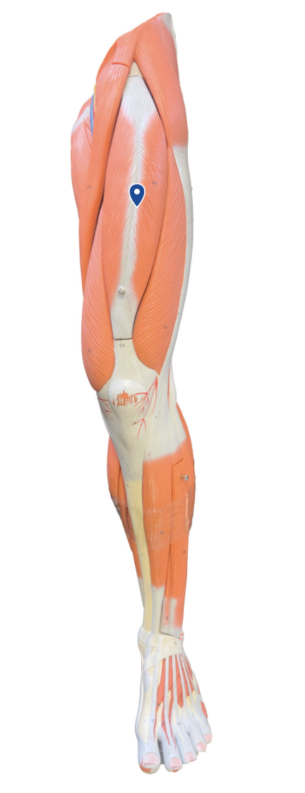 <p>What is the action of the rectus femoris?</p><p></p>