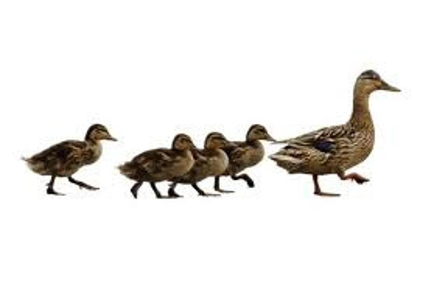 <p>we perceive smooth, continuous patterns rather than discontinuous ones</p>