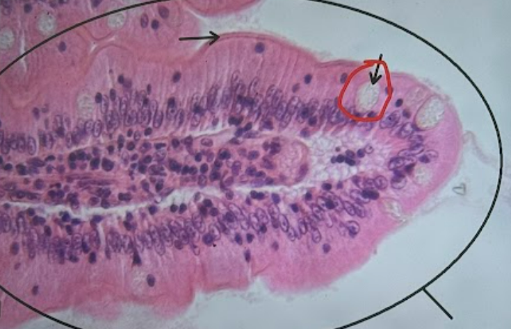 <p>Identify the structure within the red circle</p>