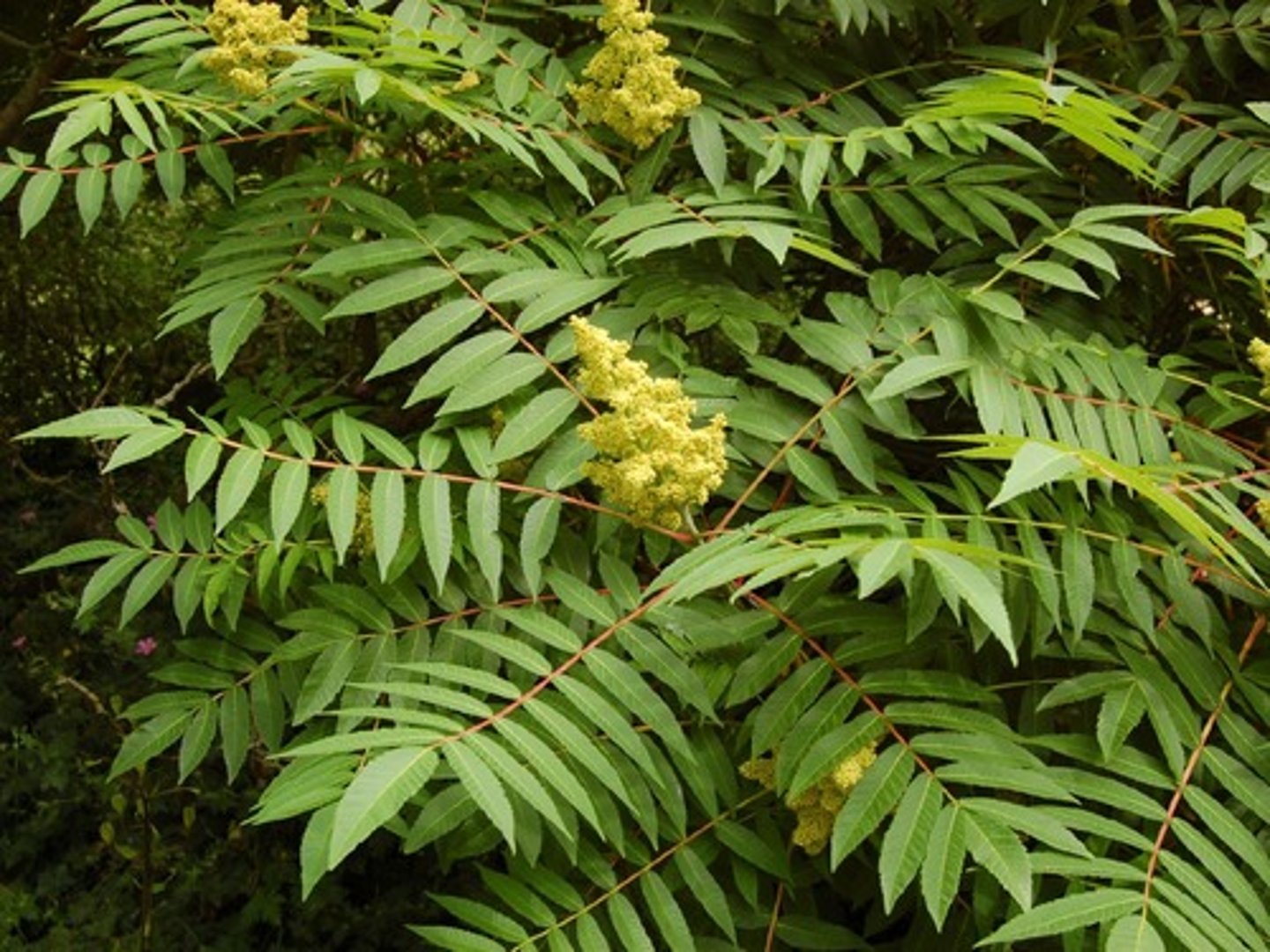 <p>Compound leaves without wings, red fruit clusters; stems smooth; HMF.</p>