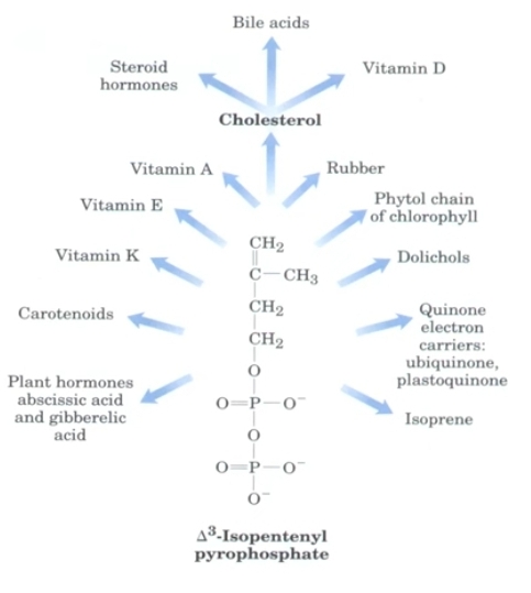 <p>Via sientesis de colesterol: pleidotropica, intermediarios para la sintesis de colesterol son sustratos para la sistesis de otras componentes de otros vias diferentes. La regulación de la sintesis de colesterol, afecta a otras actividades intracelulares.</p><p>Sintesis de algunas hormonas, formación para los hormonas esteroideas, vitaminas, RDA de transferencia efectos de otros vias </p>